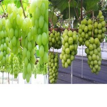 착한가격 나무생각 샤인머스켓 삽목1년(1등묘)