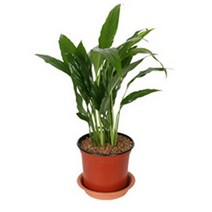 그린플랜트 생화 공기정화식물, 공기정화식물_스파트필름, 1개