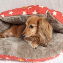 아이독&아이캣 숨바꼭질베드 별 쿠션하우스, 별 핑크