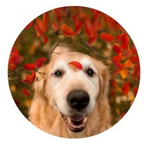 리빙팝 데일리 펫 주방매트, 13 type