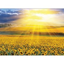 비엔퍼즐 해바라기 들판의 일몰 805-44 직소퍼즐, 500피스, 혼합 색상