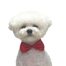 볼독 강아지 고양이 리본, 레드, 1개