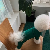 매그독 강아지 루이스 올인원, 그린