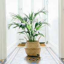 뚱크 왕골 다용도 라탄 해초 바구니 5호, 1개