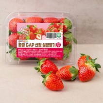 곰곰 GAP 산청 설향딸기, 500g, 1팩