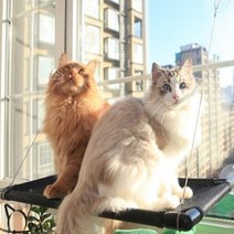 차즈마켓 고양이 해먹 윈도우, 검정