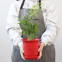모리앤 토기 칼라 플라스틱 화분 12p + 화분 받침 12p, 레드