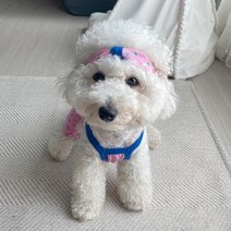 그루밍독 반려동물 롤리팝 에어로빅 헤어밴드 S, 핑크