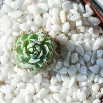 네이처굿즈 수아쿠아 백자갈 3~5mm 2kg, 1개