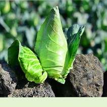정정지역 제주 꼬깔 순수 양배추즙 HACCP 인증 안심 양배추즙 30포 50포 100포, 3.순수 꼬깔 양배추즙 100포