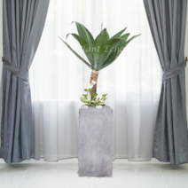 에코플랜트 대형화분 개업 거실 인테리어 실내 식물 카페 승진 사무실이전 화분 배송[서울.경기 평일 당일배송] <지방 및 영종도 가평 강화도 배송불가>, 22. 아가베아테누아타 흰색, 1개” class=”wr-img”></a></div></p></div></p></div></p></div><div class=