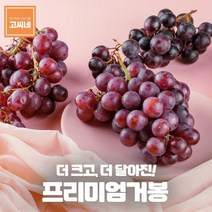 ForU346 거봉 크림슨포도 아도라포도 1kg 포도 청 종류 샤인머스켓 크림슨 아도라, 상세페이지 참조
