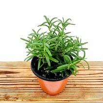 꽃나무팜 로즈마리 허브 향기나는식물 식용허브 모기퇴치 해충기피