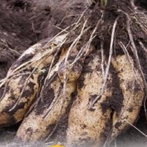 유기농 야콘 누리농산, 3kg(특)