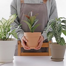 주부 홈가드닝 식물테리어 아스파라거스나누스 화분 상추키우기 실내텃밭, 라이트브라운_2호, 1개