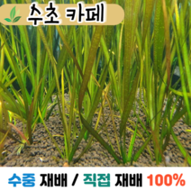 수초카페) 레드 발리스네리아 3뿌리 후경수초 초보수초 자연수초 관상수초 재배수초