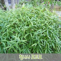 착한가격나무생각 청사사 포트묘 10주묶음