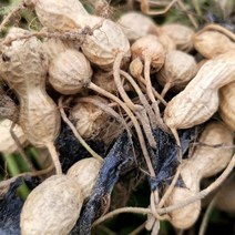 2023년 국산 여주 껍질땅콩 피땅콩 생땅콩 햇땅콩 1kg 2kg, 1개, 케이올예천땅콩2kg