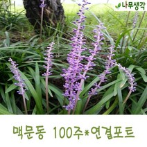 착한가격 나무생각 / 맥문동 / 100구 연결포트
