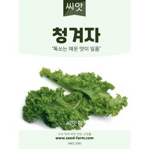 청겨자 씨앗 (1000립) 쌈채소씨앗 톡 쏘는맛이 일품
