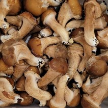 국내산 강원도 정선 참송이버섯 500g, 1개