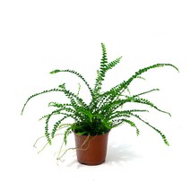 수아쿠아 더피고사리 1포트