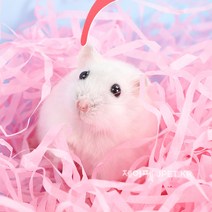 제이펫 햄스터 네스팅 베딩 종이베딩 둥지베딩 100g 종이100% Spet 각종사은품이 수두룩~~!, 주름형 브라운