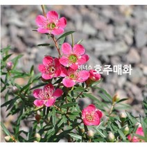 수생/묘목 호주매화(비너스) 갈색플라스틱 모종 3개(L0652)