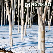 자작나무 백자작 조경수 가림원예조경, 잭큐몬티 도랜버스 키100cm 4치장포트(2개세트)