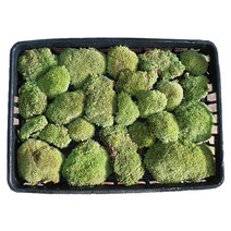 비단이끼(대) 자연산 분재 화분포인트 가습효과 테라리움 체험학습 50cm * 35cm