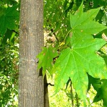 묘목/ 산삼고로쇠/특묘 2주 J263, 1개