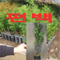 (D소망)편백묘목(키100센치)(분) 2그루
