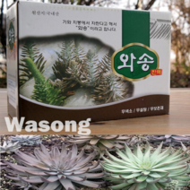 와송즙 60포x1박스 국내산 생 와송 농축 추출 엑기스 진액 어르신 은사님 부모님 명절 친지 친척 가족 귀한 선물 로 좋은 바위솔 바위송 신탑 올해수확