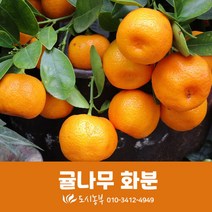 귤나무/5치/화분/도시농부/텃밭/모종/씨앗