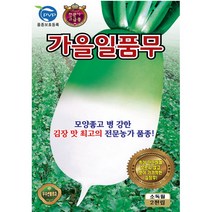 (씨앗) 가을일품무 - 2023년 뿌리가 맛있는 가을 김장무 씨앗 종자 - 전문농가용 품종 - 2천립, 1개