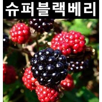 슈퍼블랙베리(v7) 삽목1년(뿌리) 3개/나무 묘목/과실수/유실수