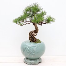 풀빛누리 소나무 분재 진백, 03.해송도자기