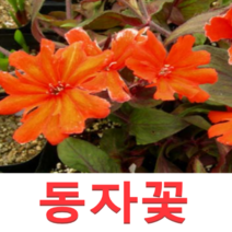 (성실W)야생화 동자꽃모종(4치 포트) 3개
