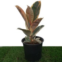 [카니발플라워]수채화고무나무(cf159), 1개