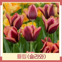 튤립 구근 모종 슬라와 5개