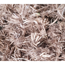 (성실W)삼채종근 30개