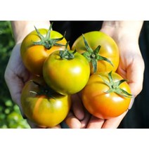 대저 짭짤이 토마토 2.5kg 5kg 단짠 싱싱함 건강한 맛 부산 대저동 생산 산지직송 대저토마토 아삭 당일작업 신선식품 2.5kg 5kg