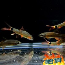 키우기쉬운 열대어 레인보우 5cm내외 물고기 키우기