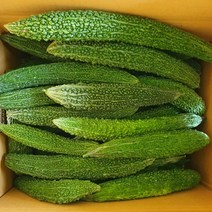 2023년산 유기농 생여주 5kg 10kg 쓴오이, 1개