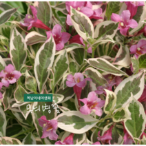 무늬병꽃 [3포트] 소품 (복남이네 야생화 모종 꽃나무 병꽃나무)
