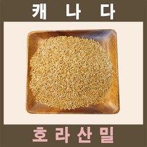 카무트라 부르는 호라산밀 쌀 효능 5kg 10kg 고대곡물, 5팩(5kg)