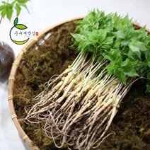 순수 새싹삼 미니 50뿌리 70 뿌리 [미니 (15cm 내외) 1box 일반포장], 70뿌리, 일반 포장 1box