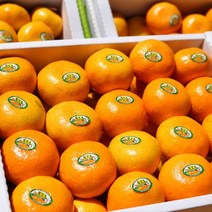 과일특공대 프리미엄 제주 명품 불로초 감귤, 제주불로초감귤 3kg(31~49과)