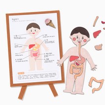 소화기관 인체 지도 만들기 초등 학교 수업 재료 교구 무료스티커 증정, (인체지도+사은품제공)
