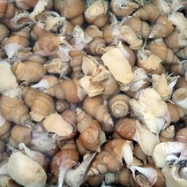 우렁각시 동해안 백고동 백골뱅이 1kg, 01_백고동소소자1kg(45~70마리내외)